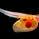 Image for article titled Parasites, deadly bugs and fungi are more beautiful than you could possibly imagine